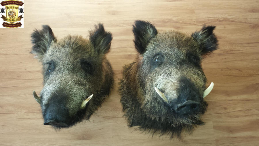 Гарбарны завод скура авечая вытворца авечых шкур icelandic дыван Польша 07